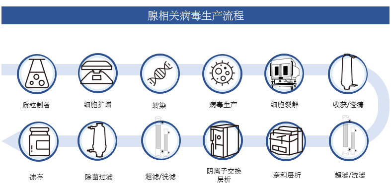 腺相關(guān)病毒