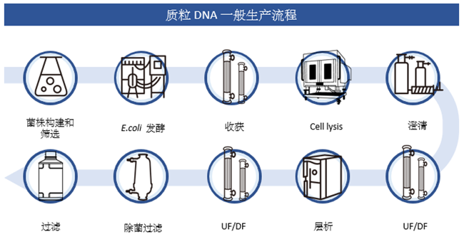 質(zhì)粒 DNA