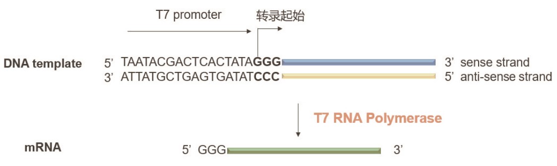 mRNA體外合成一站式解決方案