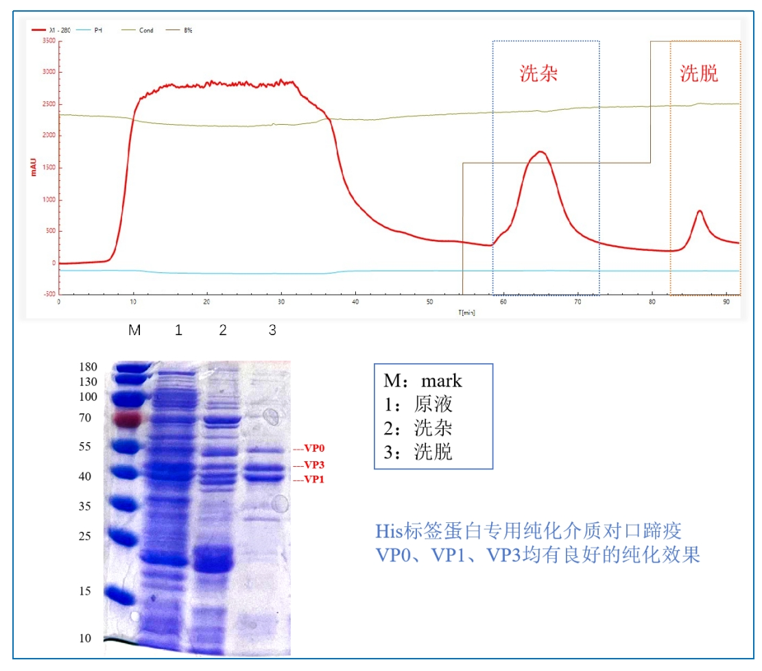 口蹄疫疫苗純化工藝路線之重組標(biāo)簽蛋白工藝