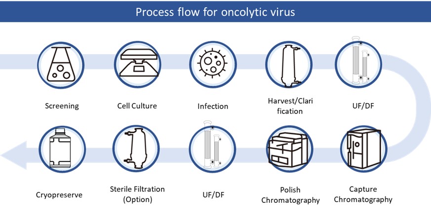 Oncolytic virus manufacturing process workflow.jpg