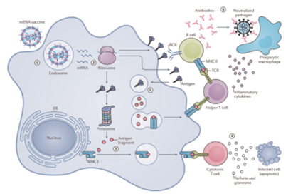 Solutions for mRNA in vitro Synthesis