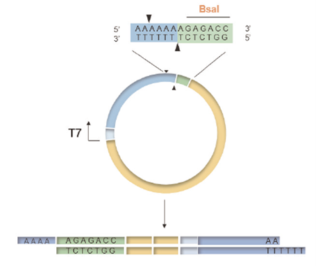 Solutions for mRNA in vitro Synthesis