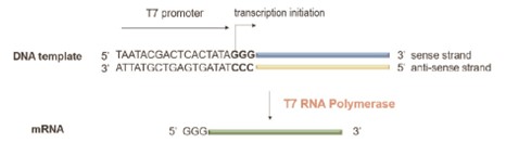 Solutions for mRNA in vitro Synthesis