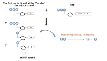 Solutions for mRNA in vitro Synthesis