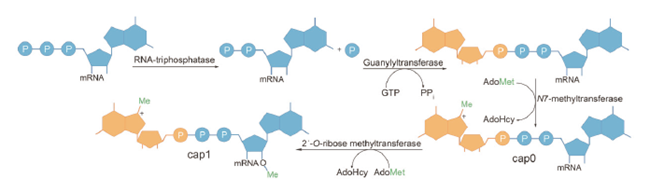 Solutions for mRNA in vitro Synthesis