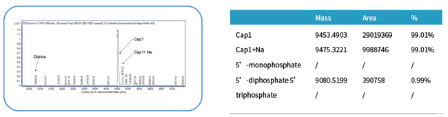 Solutions for mRNA in vitro Synthesis