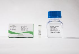 BrPERfect? for Protein DNA Transfection Reagent